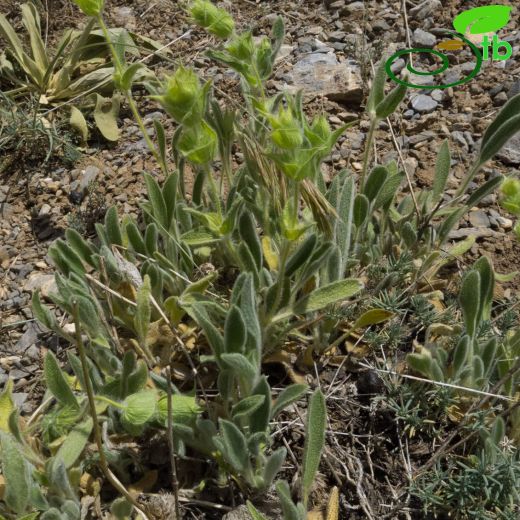 Sideritis phlomoides