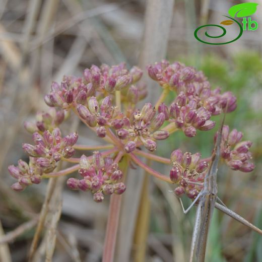Apiaceae-Maydanozgiller