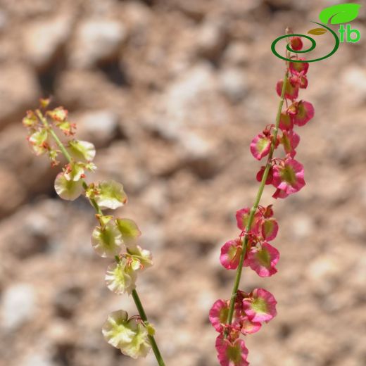 Rumex acetosella