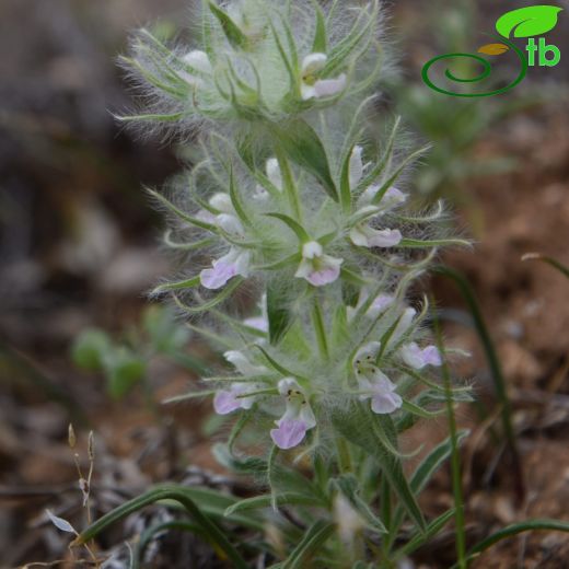 Stachys lavandulifolia