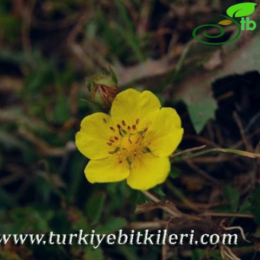 Potentilla reptans