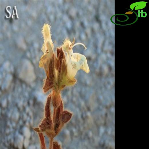 Salvia blepharochlaena