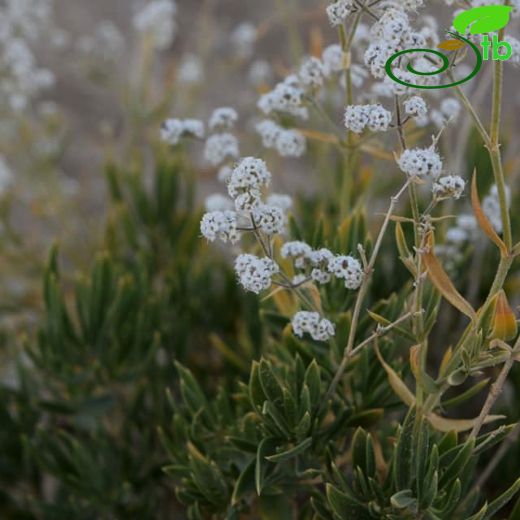 Gypsophila lepidioides