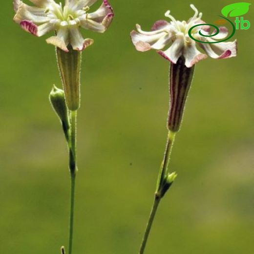 Silene denizliensis