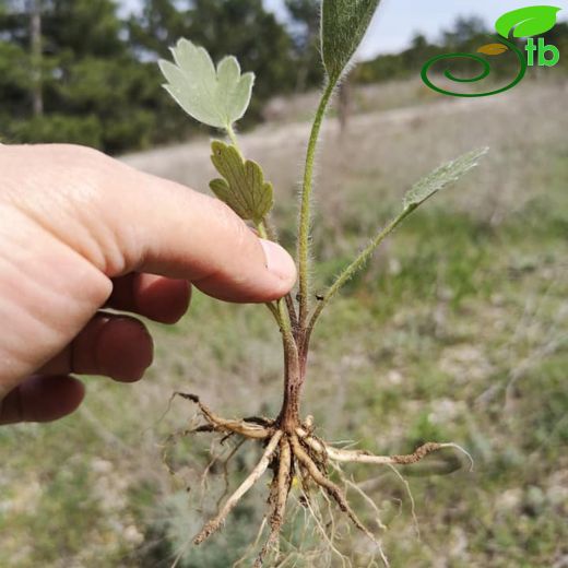 Ranunculus argyreus