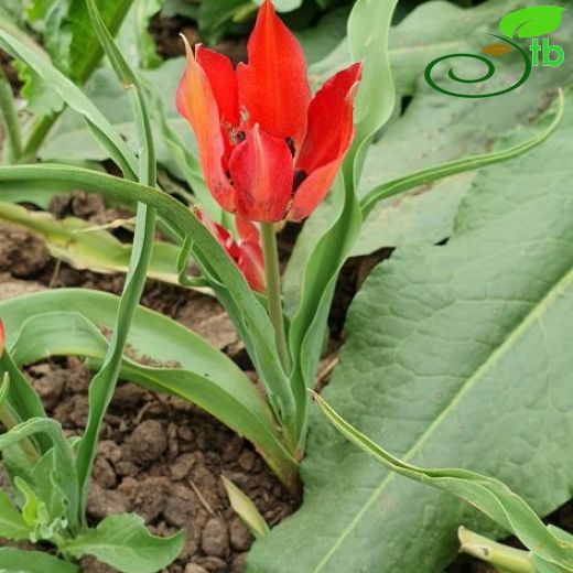 Tulipa-Lale