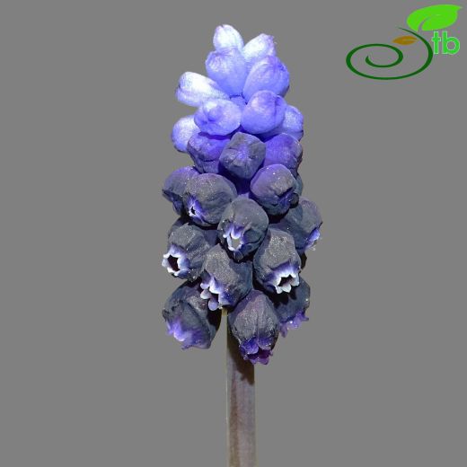 Muscari inundatum