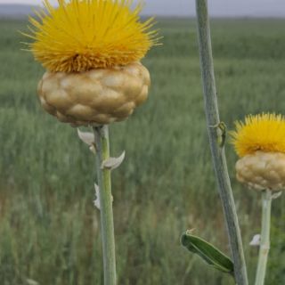 Ağrı