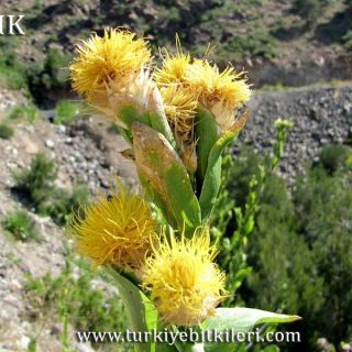 Amanos dağları-Hatay