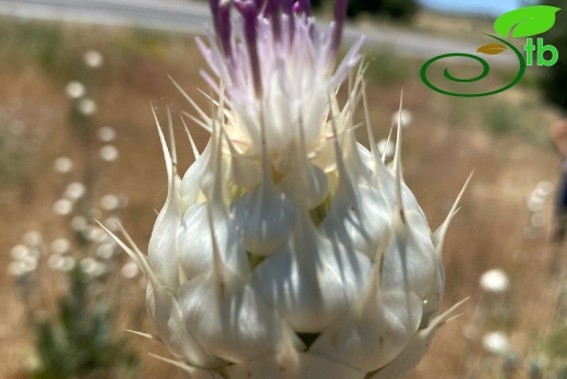 Tunceli