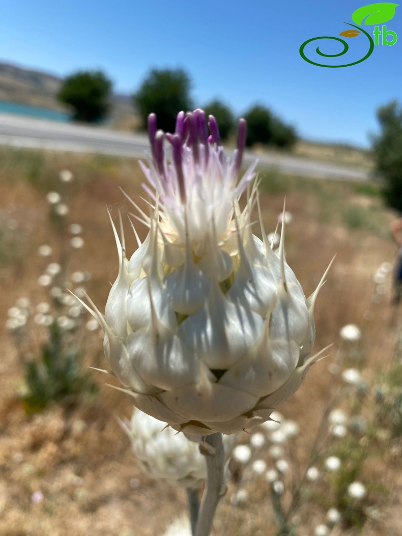 Tunceli