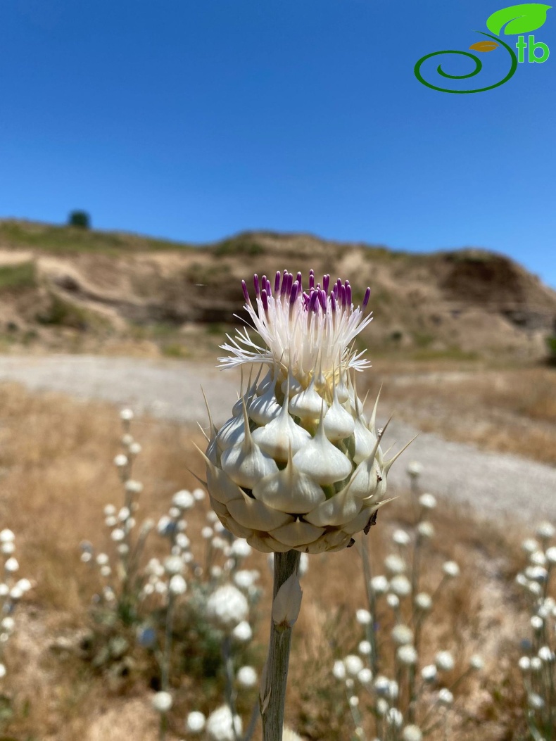 Tunceli