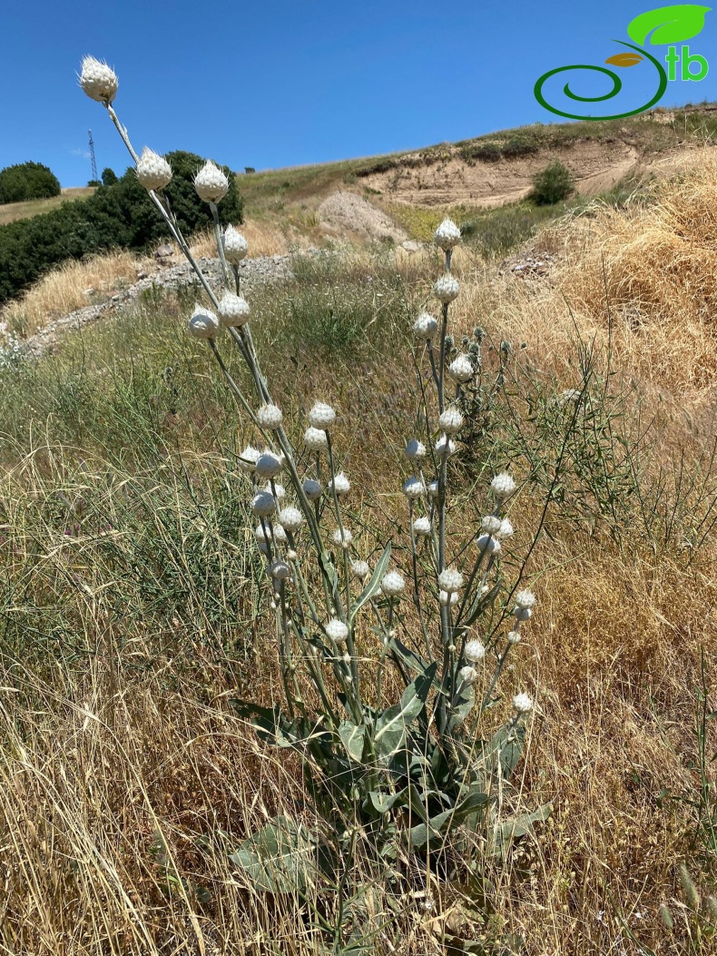 Tunceli