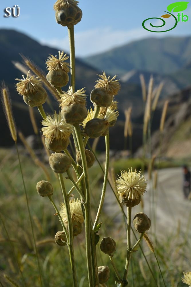 Hakkari