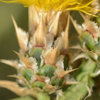subsp. turkeliense- Gazipaşa