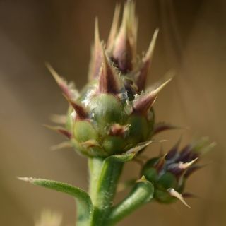 subsp. turkeliense- Gazipaşa