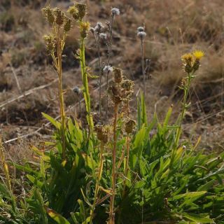 subsp. turkeliense- Gazipaşa