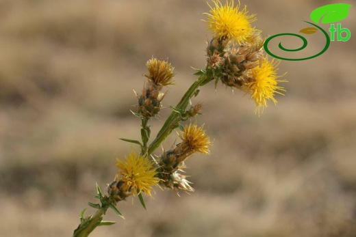 subsp. turkeliense- Gazipaşa