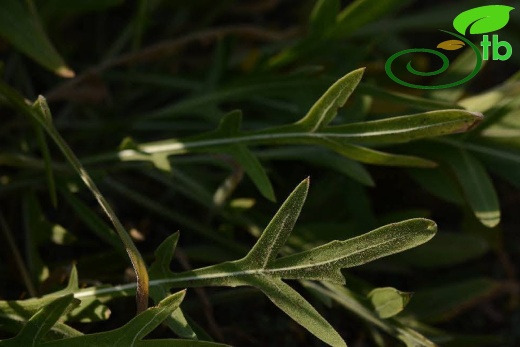 subsp. turkeliense- Gazipaşa
