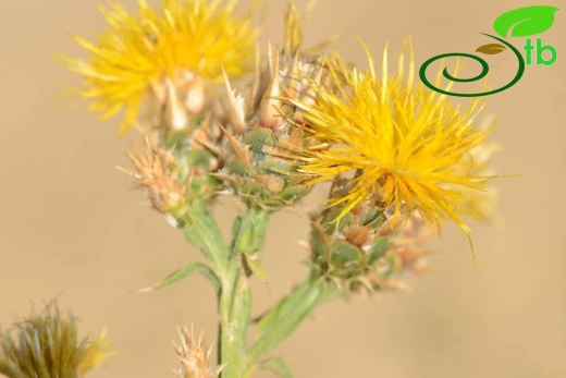 subsp. turkeliense- Gazipaşa