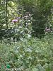 subsp. salicifolia-Kazdağları