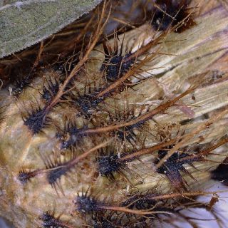 subsp. salicifolia-Fillariler