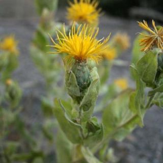 var pseudobehen-Sivas
