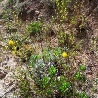 Amanos dağları-Hatay