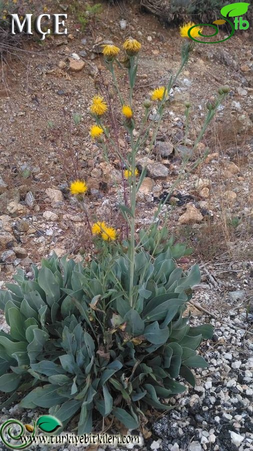 Amanos dağları-Osmaniye