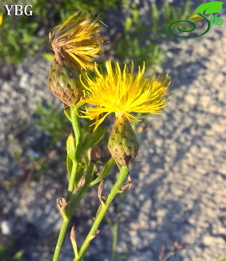 var. elegans-Hatay