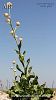 ssp cynarocephala-Mardin