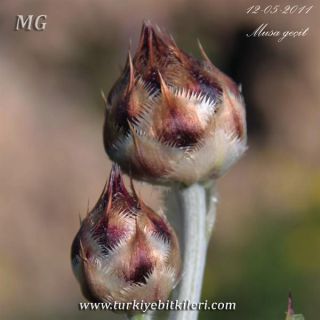 ssp cynarocephala-Mardin