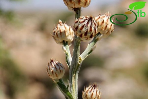 ssp cynarocephala-Mardin