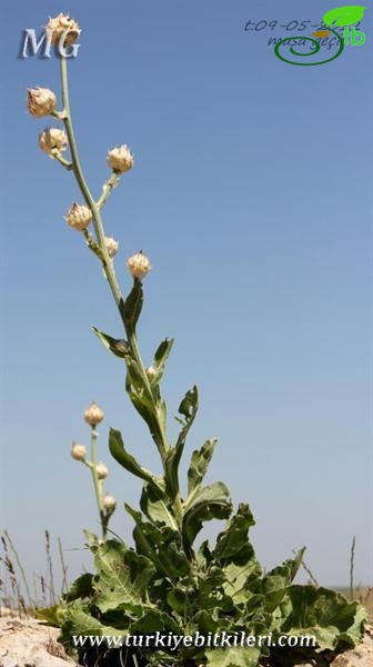 ssp cynarocephala-Mardin