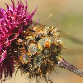 var. glacilior- Antalya