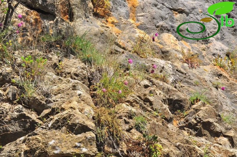 var. glacilior- Antalya