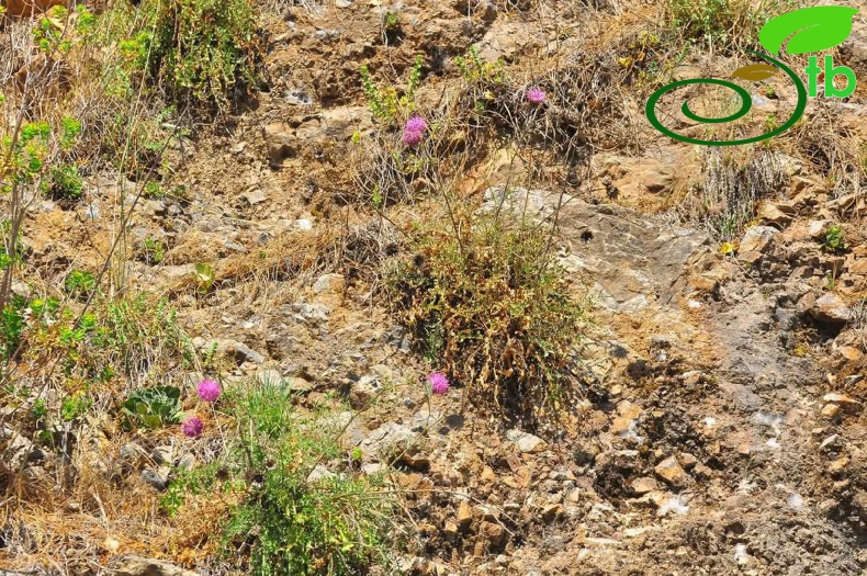 var. glacilior- Antalya