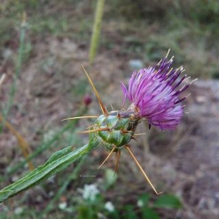 ssp carneola-Mersin