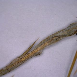 ssp solstitialis