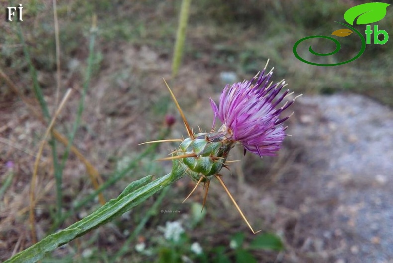 ssp carneola-Mersin