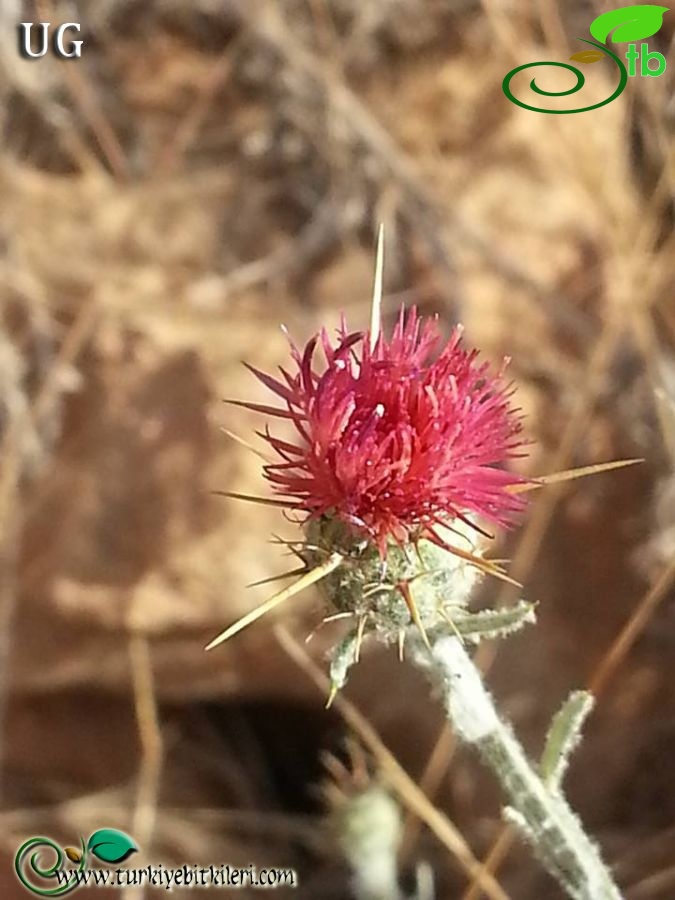 ssp carneola-Mersin