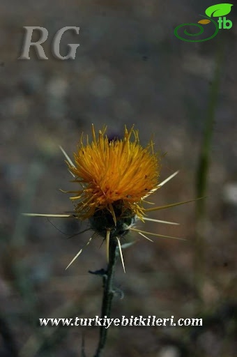 subsp. solstitialis-Ankara