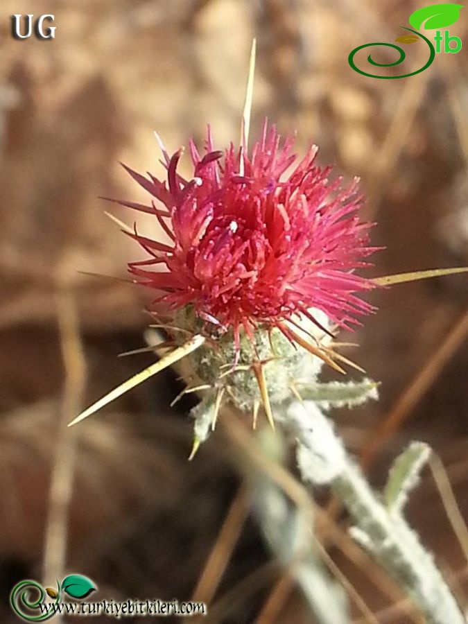 ssp carneola-Mersin