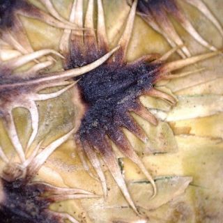 var spectabilis-Fillariler