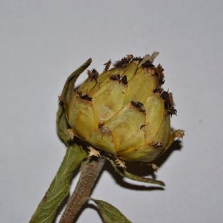 var microlopha-Kapitula