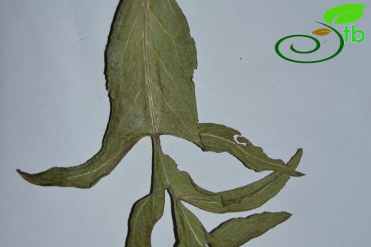 var microlopha-Yaprak