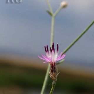 Yunak-Konya