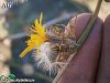 var. juncea-İzmir