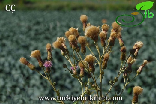 subsp.vestitum-İzmir