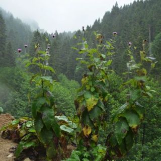 Kaçkar dağları